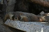 IMG_7925 vicious marmot lazy resting